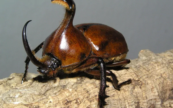 Animal insect HD Desktop Wallpaper | Background Image