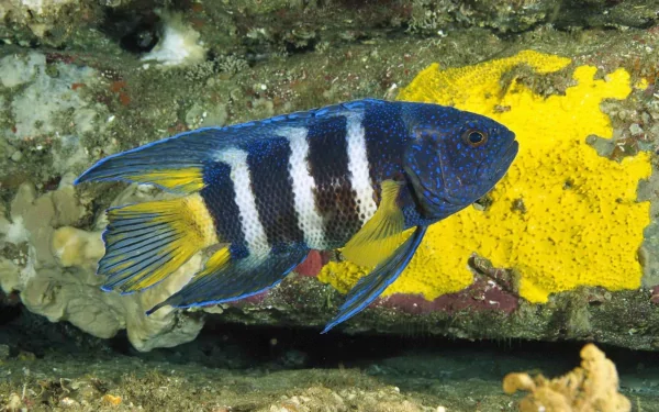A vibrant blue and yellow fish swims against a textured yellow background of coral, showcasing the beauty of marine life in this HD desktop wallpaper.