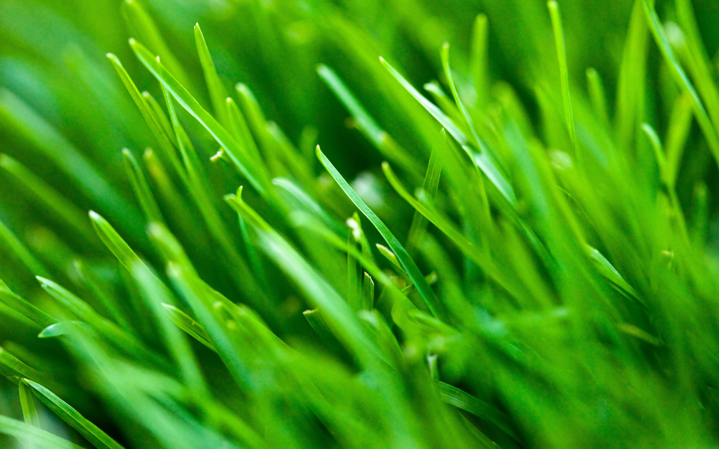 Grass Full HD Wallpaper and Background Image | 2880x1800 | ID:405127