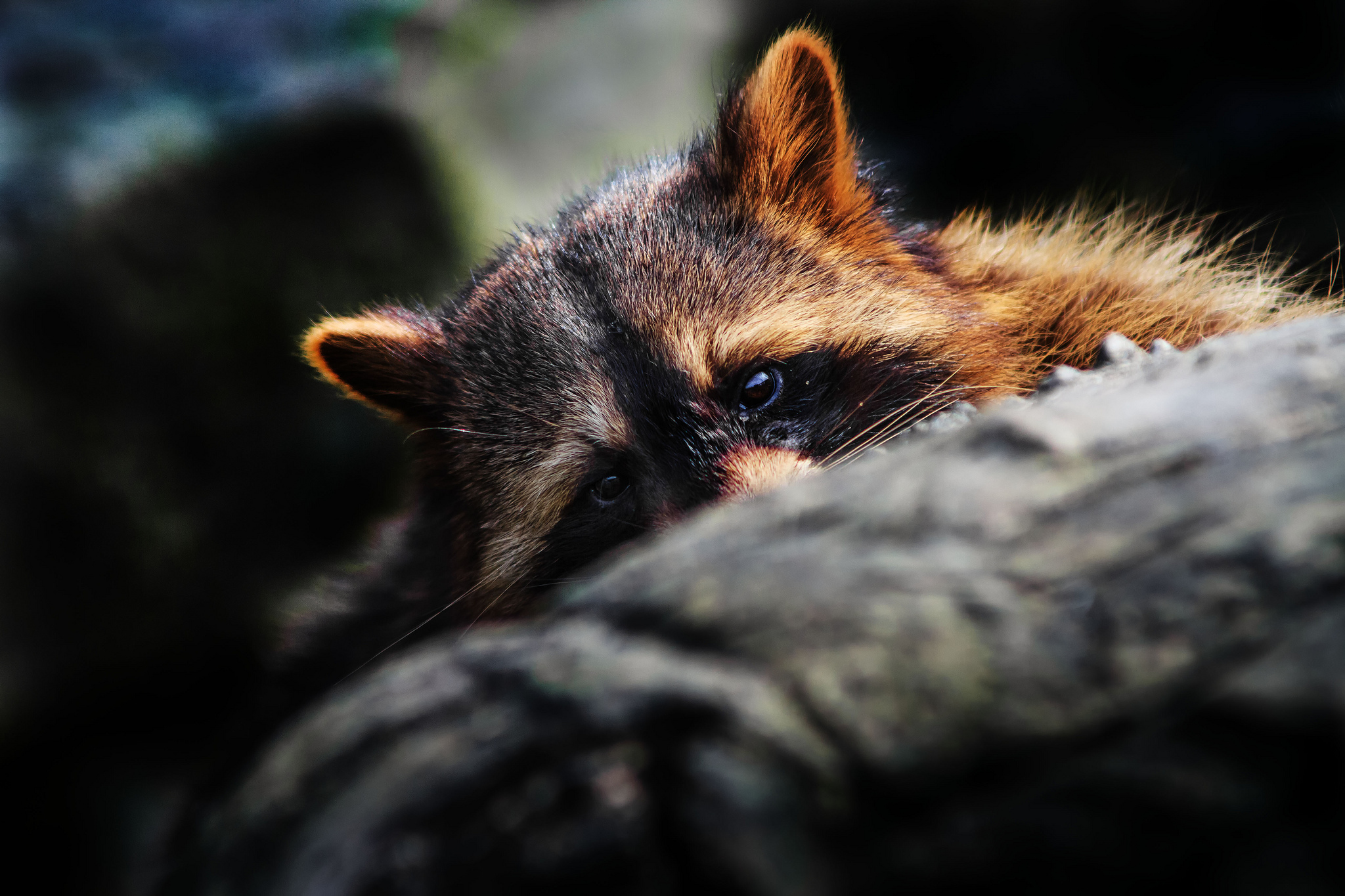 Animal Raccoon HD Wallpaper