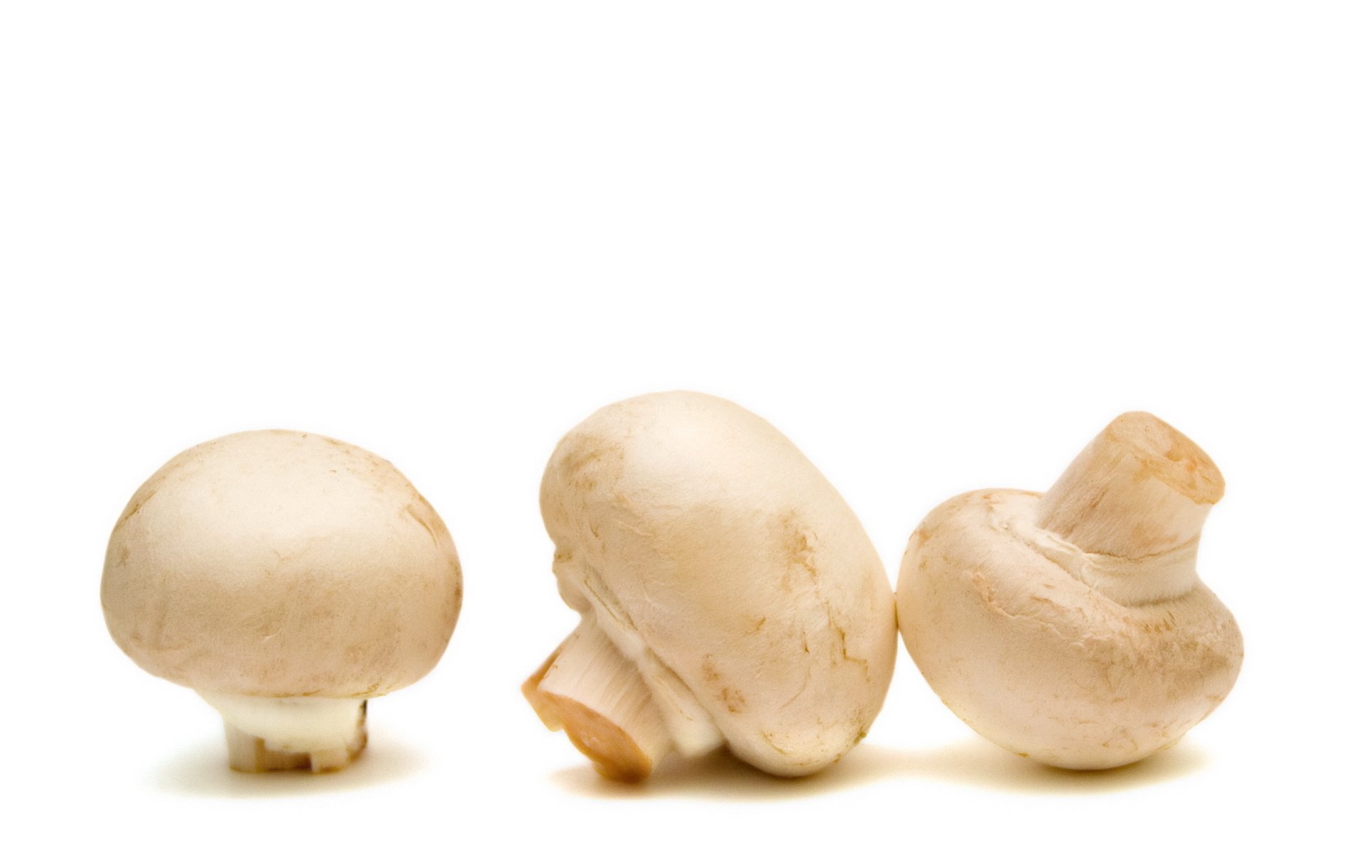 HD PC desktop wallpaper featuring three fresh white mushrooms on a clean white background, highlighting their smooth texture and natural appearance.