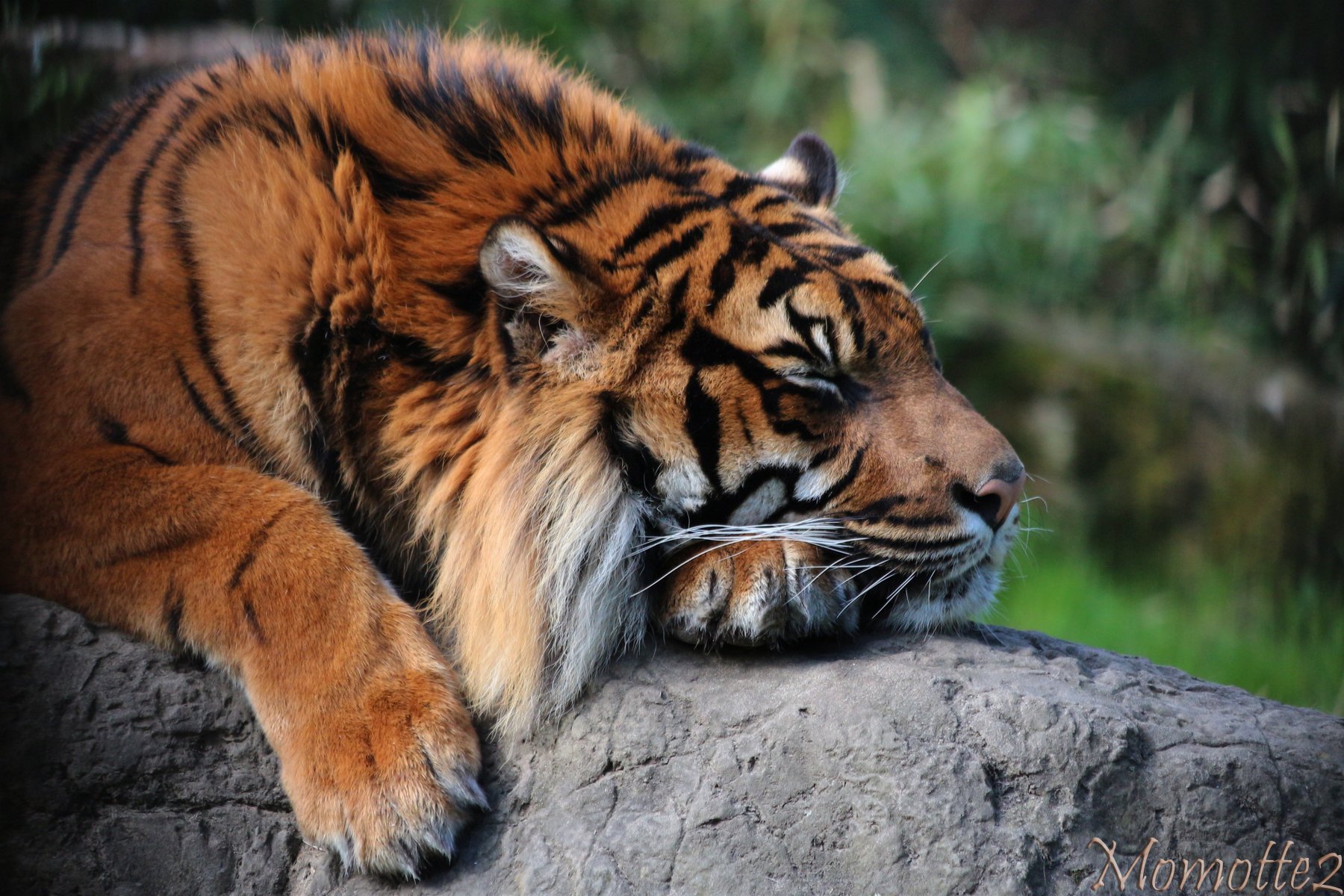 A majestic tiger rests its head on a rock, showcasing its striking orange and black stripes against a lush green backdrop. This HD wallpaper captures the beauty of wildlife.