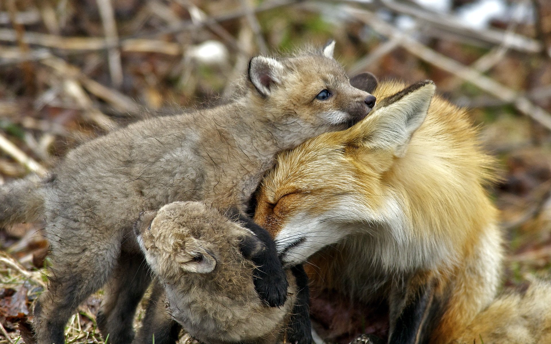 HD Wallpaper: Heartwarming Fox Family Moments