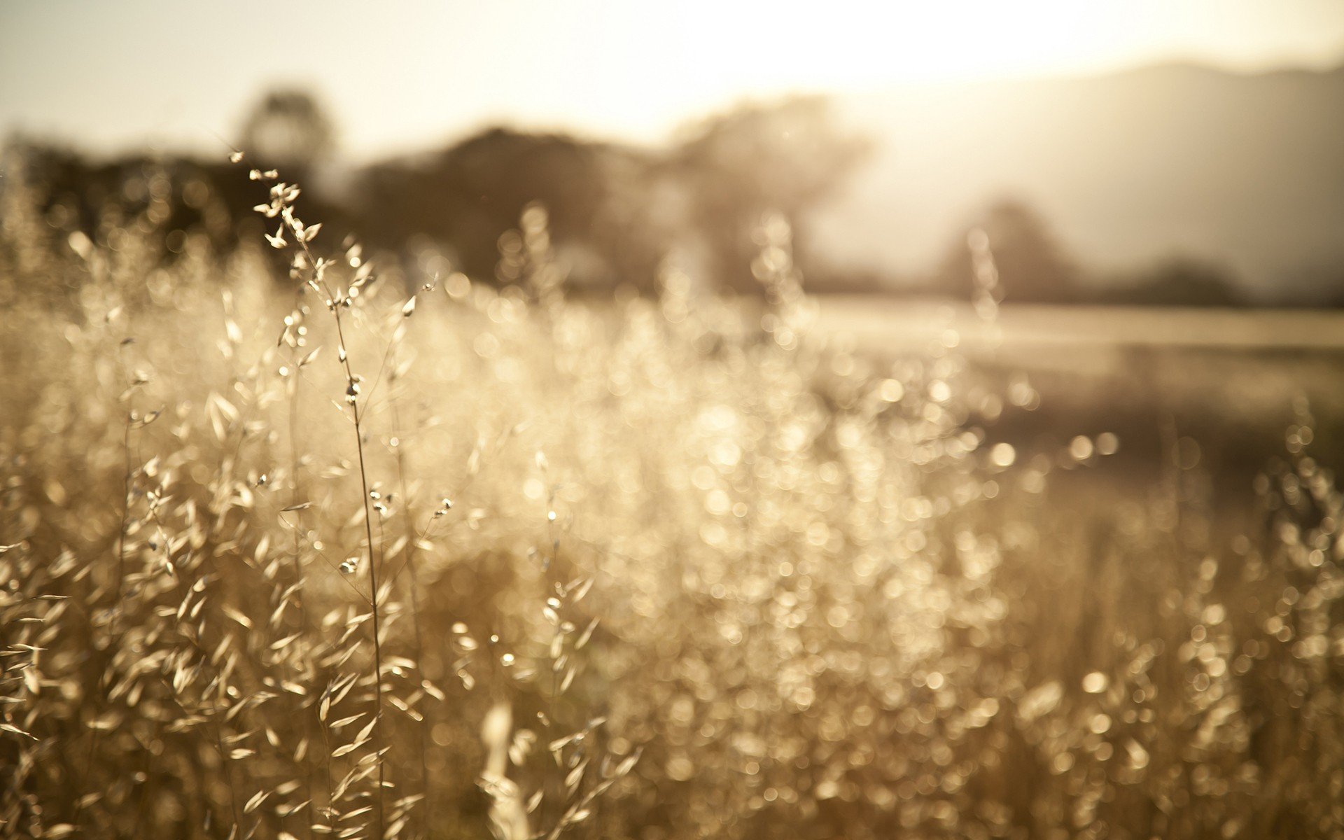 HD desktop wallpaper showing a close-up of sunlit grass in a natural setting with a softly blurred background.