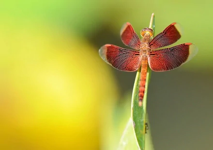 HD desktop wallpaper featuring a close-up of a vibrant red dragonfly perched on a green plant against a softly blurred yellow and green background.
