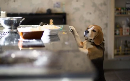 A beagle stands on its hind legs, peering curiously over a kitchen counter filled with food. The warm, inviting kitchen setting adds to the charming scene.