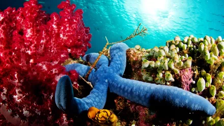 Animal starfish HD Desktop Wallpaper | Background Image