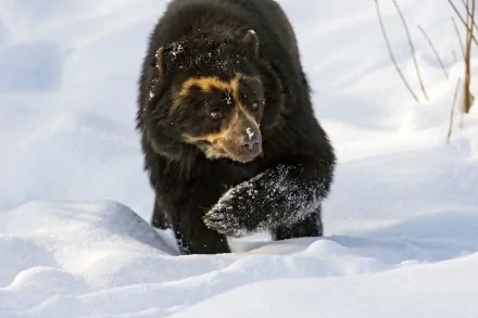 HD PC desktop wallpaper featuring a spectacled bear walking through snow, showcasing its distinctive facial markings and thick winter fur.