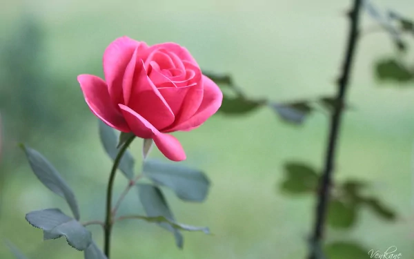 A stunning close-up of a pink rose against a soft green background, showcasing the beauty of nature. This HD image makes an enchanting desktop wallpaper.