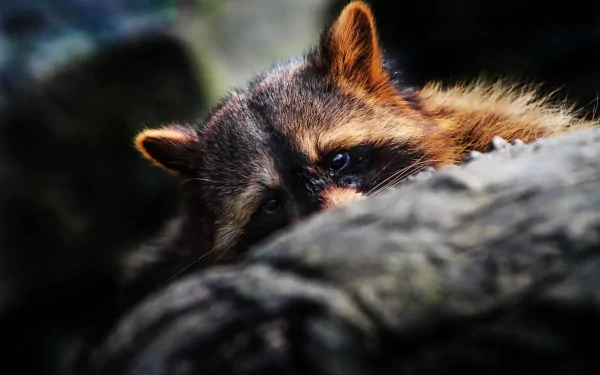Close-up HD PC desktop wallpaper of a raccoon partially hidden behind a log, showcasing its curious eyes and detailed fur in natural lighting.