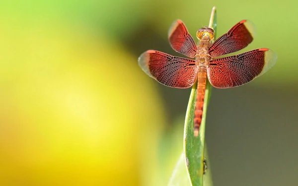 HD desktop wallpaper featuring a close-up of a vibrant red dragonfly perched on a green plant against a softly blurred yellow and green background.