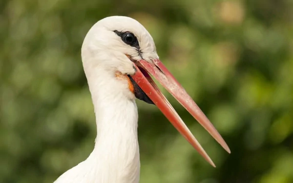Close-up HD PC desktop wallpaper of a white stork with an open beak against a blurred green background.