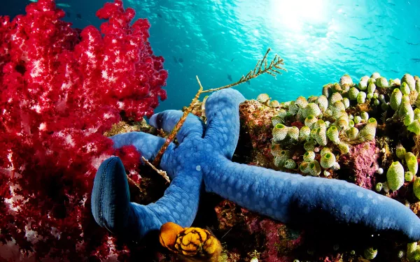 Animal starfish HD Desktop Wallpaper | Background Image