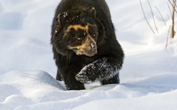 HD PC desktop wallpaper featuring a spectacled bear walking through snow, showcasing its distinctive facial markings and thick winter fur.