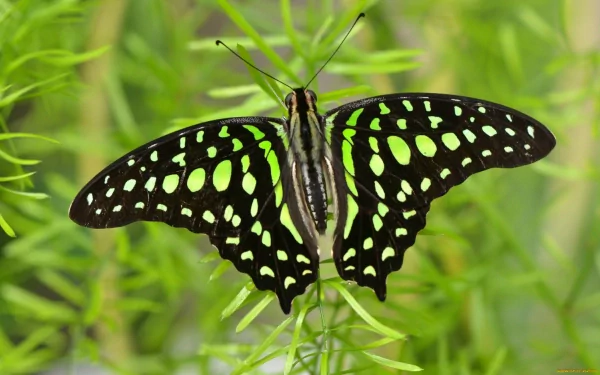 A vibrant butterfly with black wings adorned with green spots resting on lush greenery, captured in high definition for an eye-catching desktop wallpaper background.