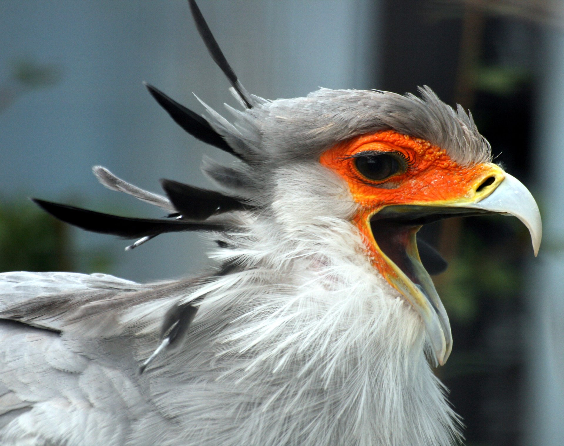 Download Animal Secretarybird HD Wallpaper