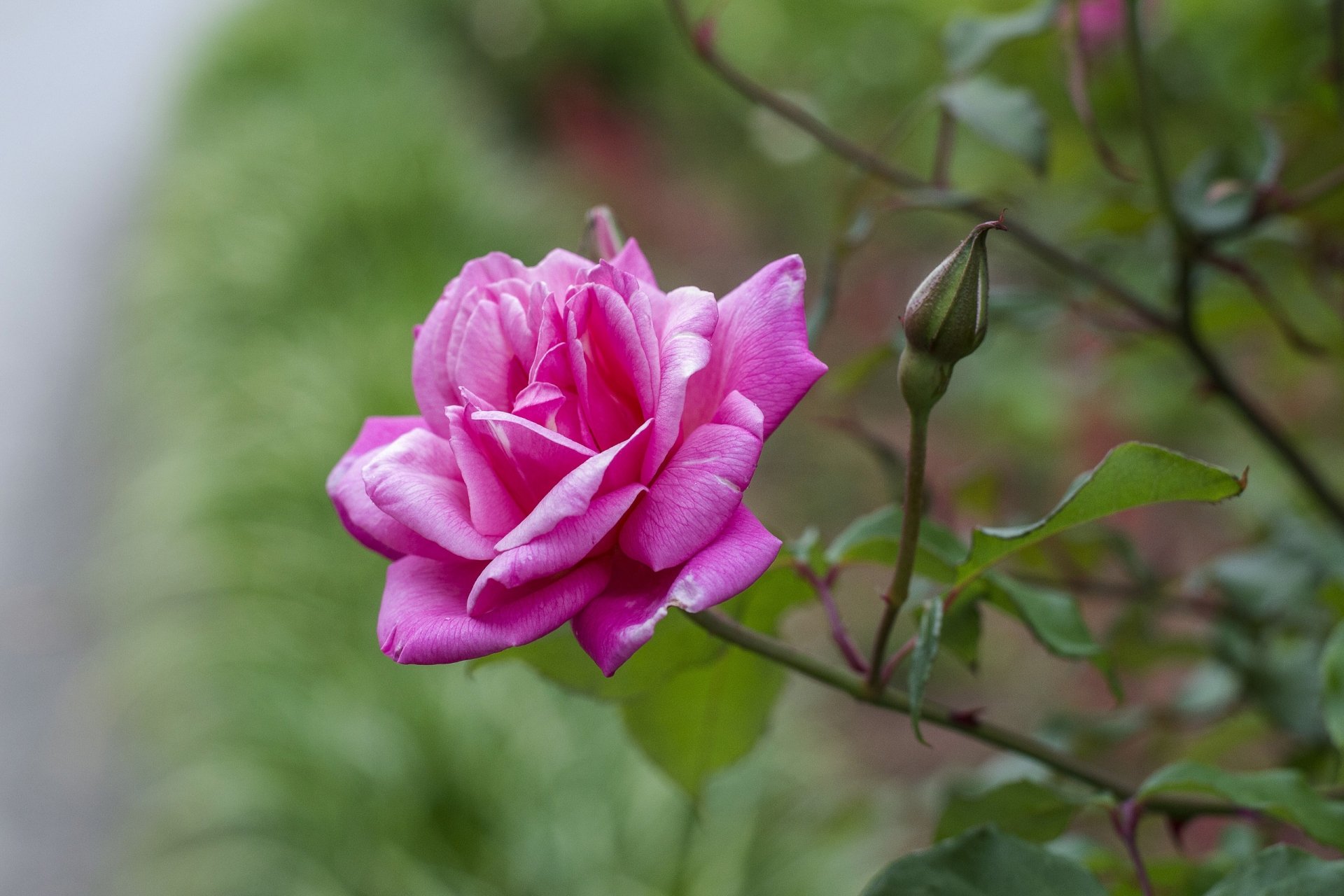 Close-up of a vibrant pink rose and bud against blurred green foliage — 2K Quad HD PC desktop wallpaper/background showcasing flower, nature, rose.