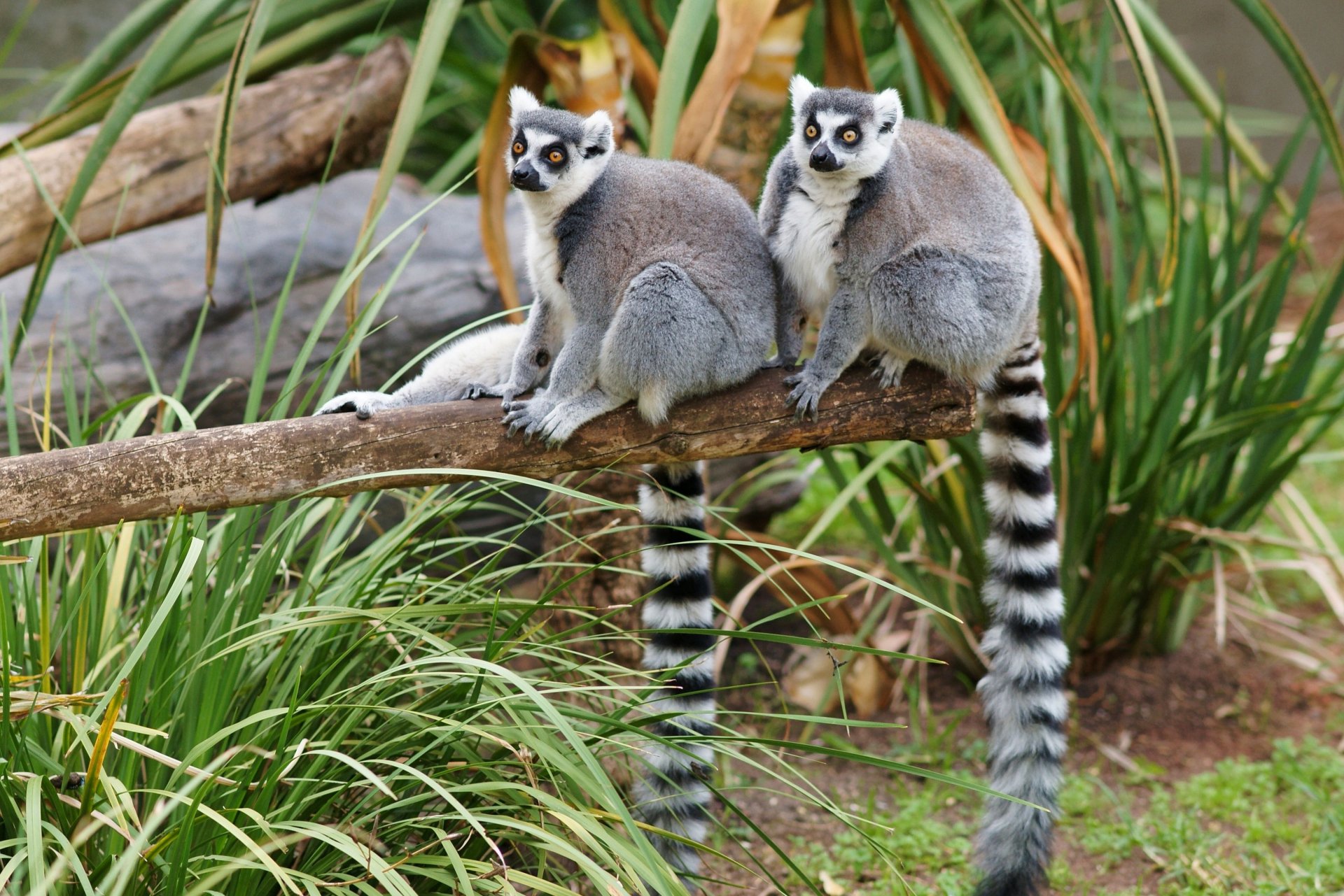 Lemur Full HD Wallpaper and Background Image | 3600x2401 | ID:406400