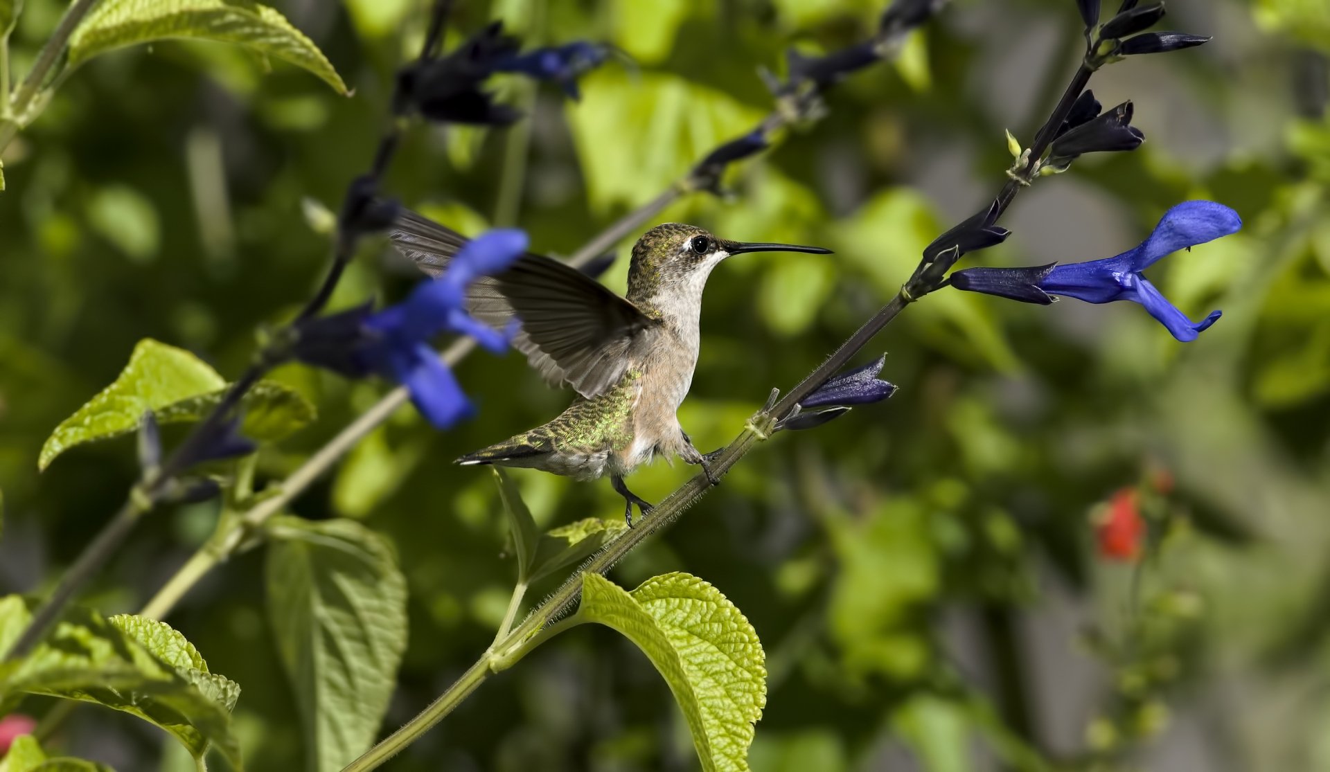 Animal Hummingbird HD Wallpaper