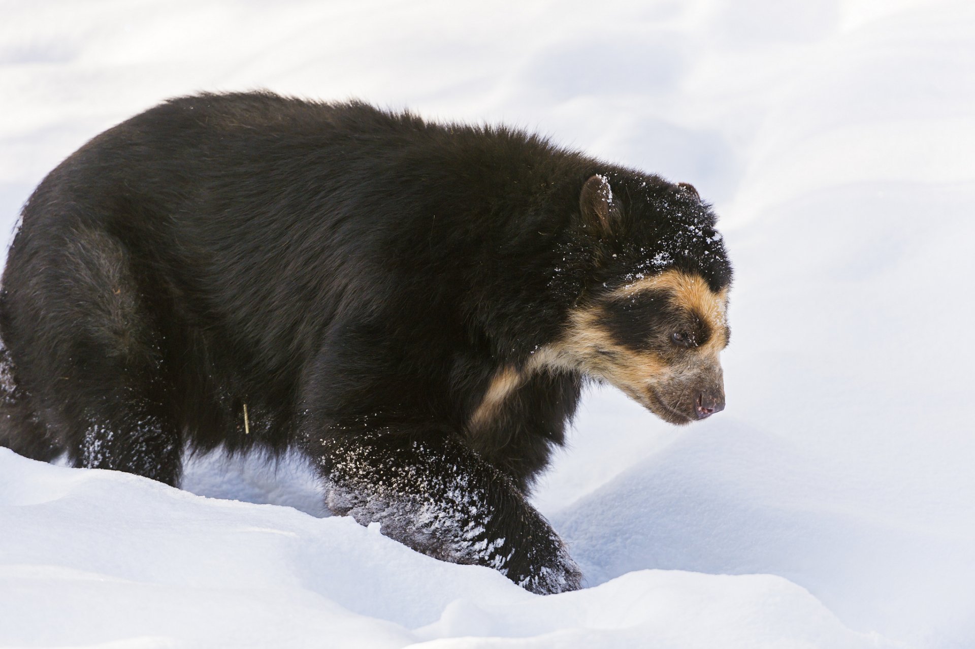 HD desktop wallpaper featuring a spectacled bear walking through snow, showcasing its distinct facial markings and thick dark fur.