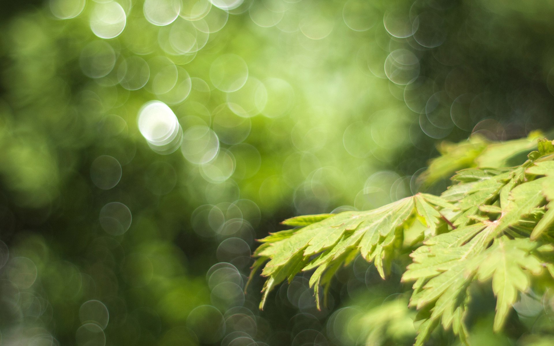 Close-up of green leaves with a soft-focus natural background, captured in high definition for a calming PC desktop wallpaper.