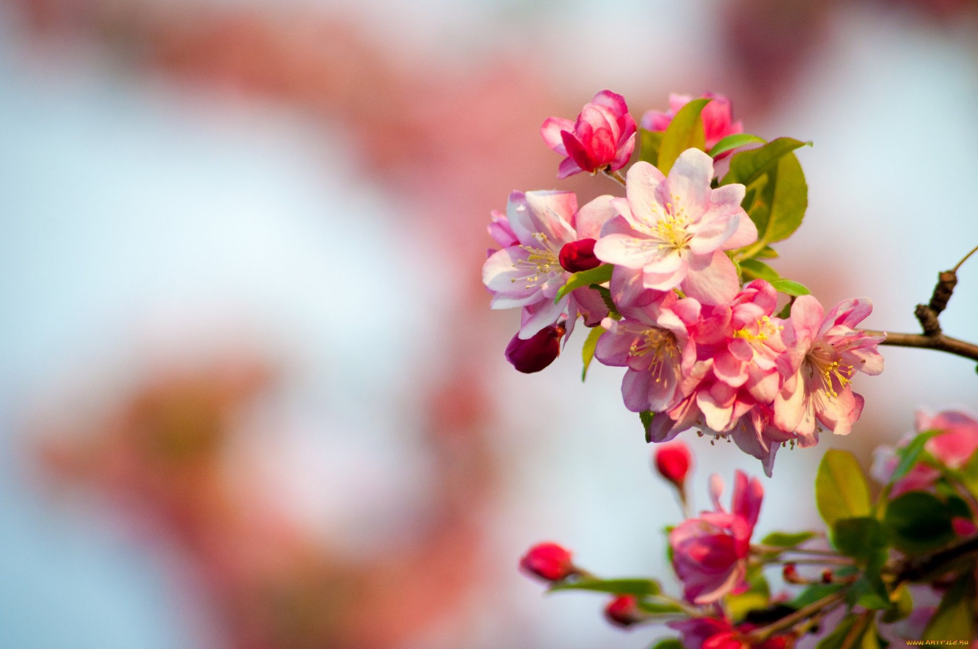 Download Nature Blossom HD Wallpaper