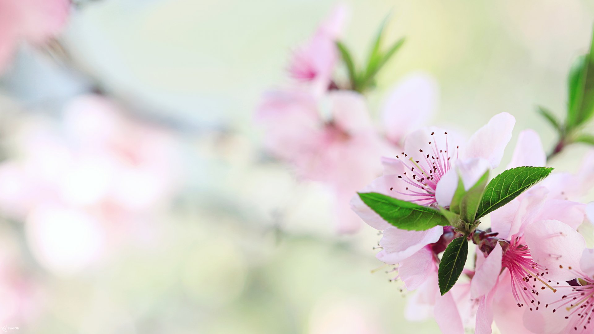 HD PC desktop wallpaper featuring delicate pink blossom flowers on a branch set against a soft, blurred nature background.