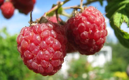 food raspberry HD Desktop Wallpaper | Background Image