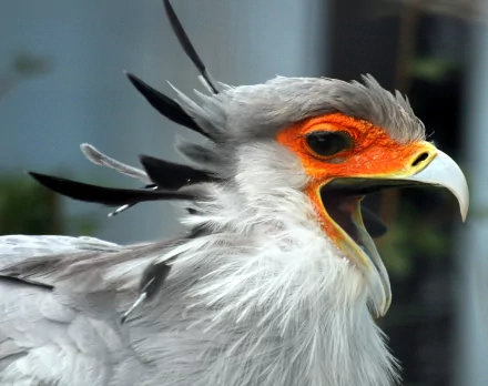 Animal secretarybird HD Desktop Wallpaper | Background Image