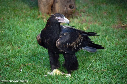 Animal wedge tailed eagle HD Desktop Wallpaper | Background Image