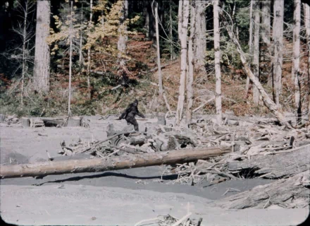 photography big foot HD Desktop Wallpaper | Background Image