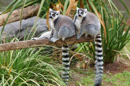 Animal lemur HD Desktop Wallpaper | Background Image