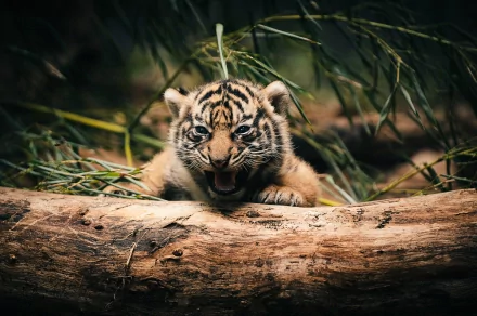 A young tiger cub with striking stripes playfully emerges from behind a log, surrounded by greenery, creating a captivating HD wallpaper for nature lovers.