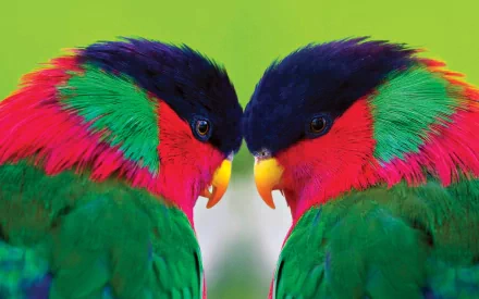 HD desktop wallpaper features two vibrant collared lories facing each other. The colorful parrots display bright red, green, and blue plumage against a blurred green background.
