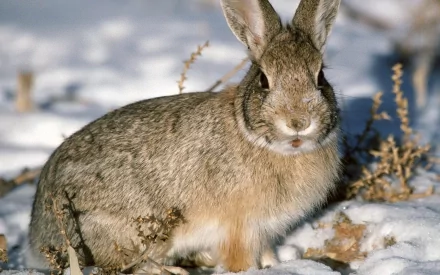 HD desktop wallpaper featuring a close-up of a hare standing on snowy ground with dry plants in the background.