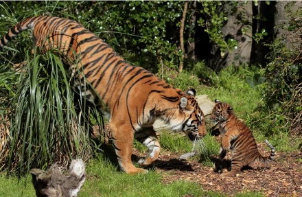 A majestic tiger leaps gracefully while a playful cub watches nearby, surrounded by lush greenery. This stunning scene captures the beauty of these powerful animals in their natural habitat.