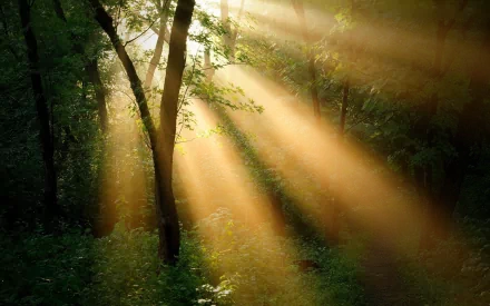 nature sunbeam HD Desktop Wallpaper | Background Image