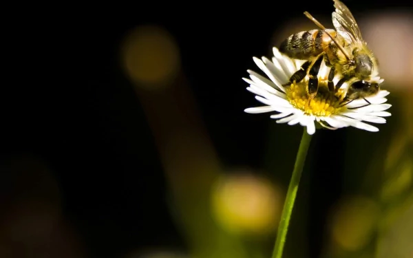 Animal bee HD Desktop Wallpaper | Background Image