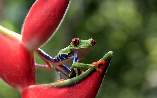 Animal Red Eyed Tree Frog Frogs Frog HD Wallpaper | Background Image