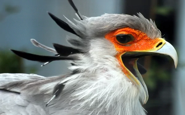 Animal secretarybird HD Desktop Wallpaper | Background Image