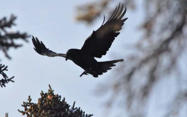 Animal bird HD Desktop Wallpaper | Background Image