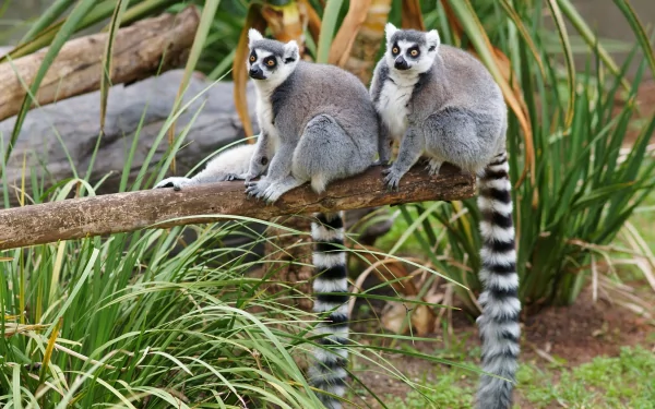 Animal lemur HD Desktop Wallpaper | Background Image