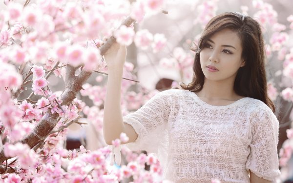 Women Asian Long Hair Brown Eyes Sakura Blossom Brunette HD Wallpaper | Background Image