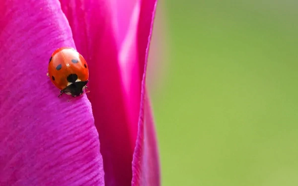 HD desktop wallpaper featuring a close-up of a ladybug on a vibrant pink petal against a soft green background.
