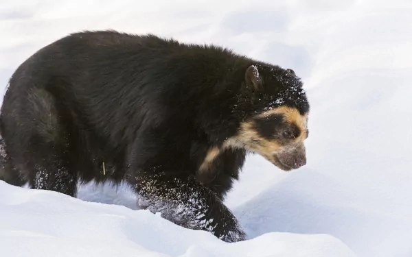 HD desktop wallpaper featuring a spectacled bear walking through snow, showcasing its distinct facial markings and thick dark fur.