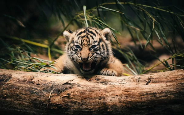 A young tiger cub with striking stripes playfully emerges from behind a log, surrounded by greenery, creating a captivating HD wallpaper for nature lovers.