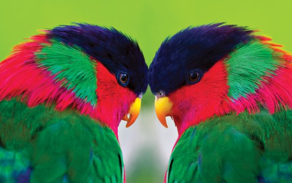 Animal Parrot Birds Parrots Collared Lory HD Wallpaper | Background Image