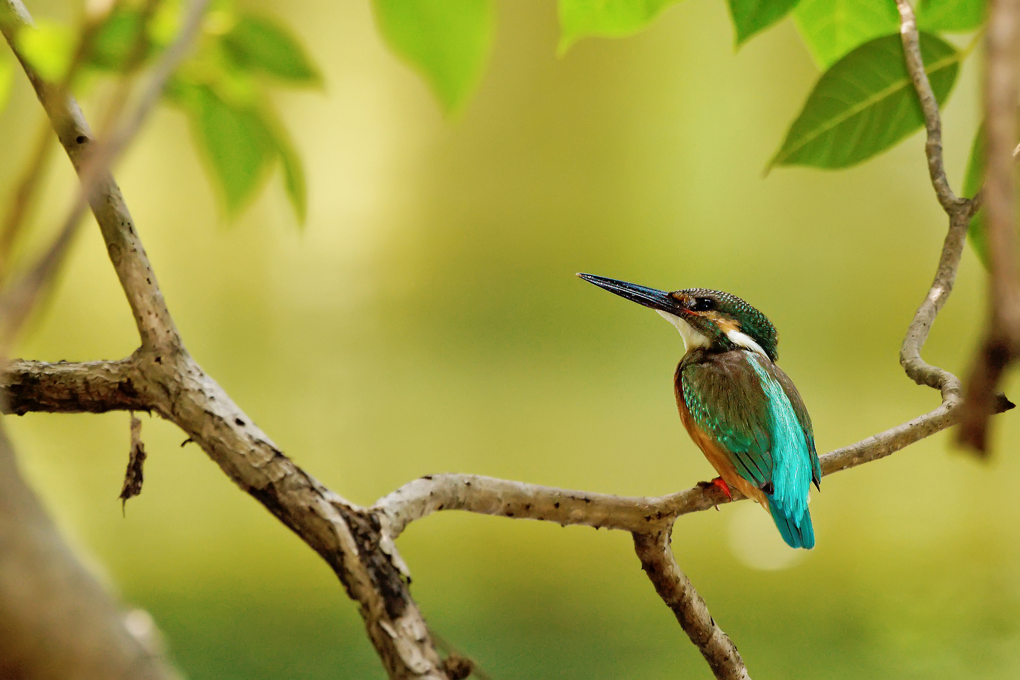 Animal Kingfisher HD Wallpaper | Background Image