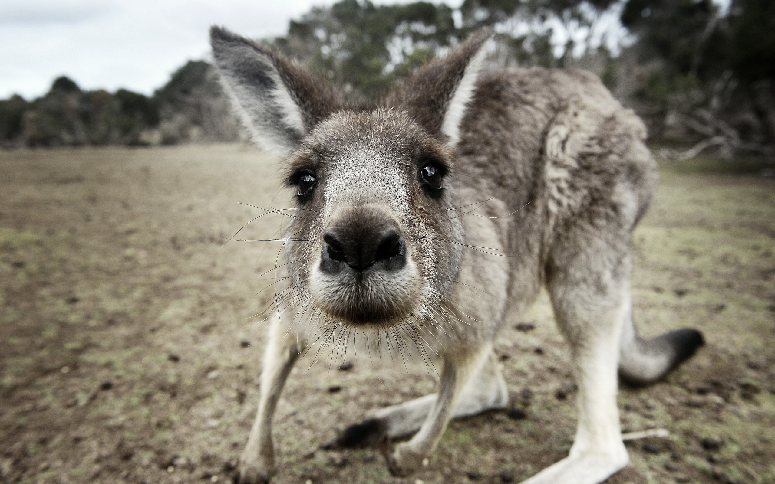 Kangaroo HD Wallpaper | Background Image | 2560x1600 | ID:407016