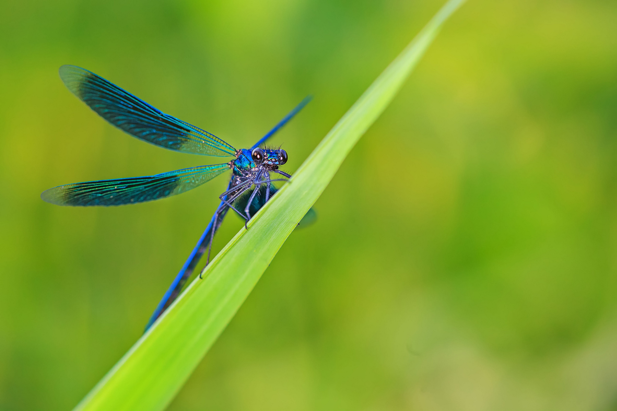 Dragonfly Full HD Wallpaper and Background Image | 2048x1365 | ID:407538